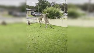 Pareja grabó la brutal pelea de dos enfurecidos canguros en el patio de su casa