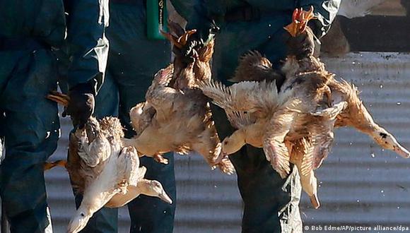 La gripe aviar ya se encuentra presente en diversas partes del mundo./ Foto: AP
