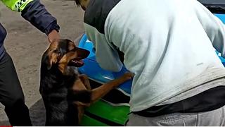 Surco: Perro no se separa de su dueño que fue trasladado a una comisaría por robar una bicicleta