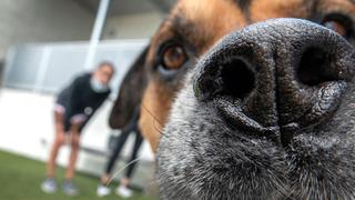 Alemania: Mascotas ayudan a sobrellevar el aislamiento durante la pandemia