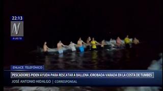 Turistas y buzos ayudaron a ballena jorobada varada a regresar al mar en Los Órganos | VIDEO