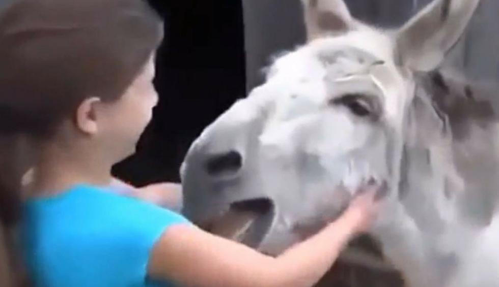 Este burro no pudo evitar alegrarse al ver a la niña que lo cuidó cuando era joven. (YouTube)