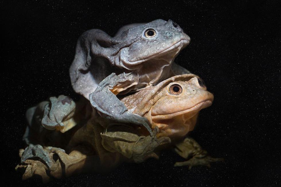 Las ranas acuáticas andinas: Anfibios ancestrales en peligro de extinción. (Fotos: D. Alarcón / D. Graunbaum - Museo de Historia Natural "Alcide d'Orbigny")