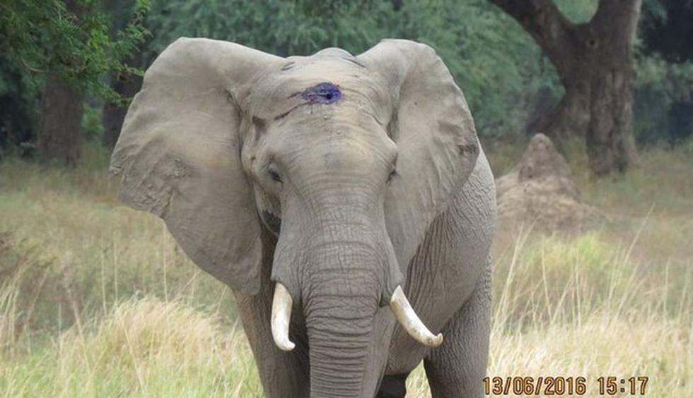 'Pretty Boy': El elefante que sobrevivió a un disparo en la cabeza y camino durante semanas por ayuda. (AWARE)