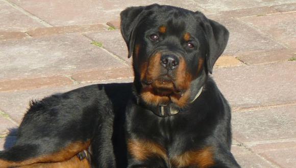 Asociación de Criadores de Rottweiler descarta que perros sean agresivos. (perros.mascotahogar.com)