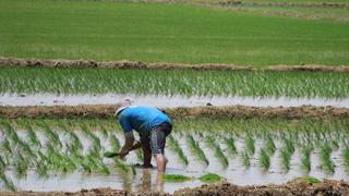 Piura sembrará 8,000 hectáreas menos de arroz por demora en compra de fertilizantes