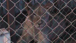 Cusco: Trasladan a Lima a leones del circo 'Mónaco' tras ataque a mujer