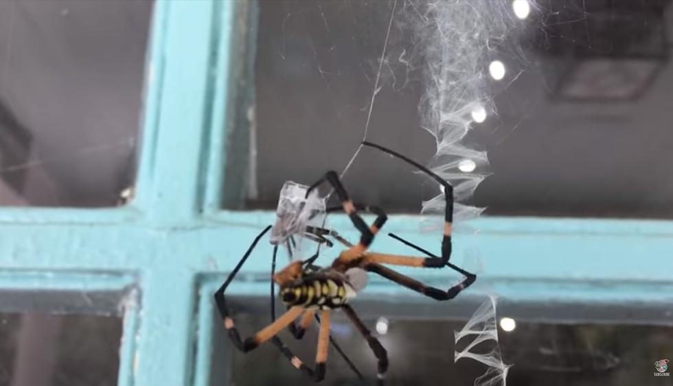 Así mata una enorme araña de jardín al macho después del apareamiento. (Foto: YouTube|ViralHog)