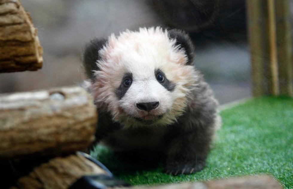 Panda (AFP)