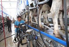 Huaura: Impulsan la ganadería familiar con moderna sala de ordeño