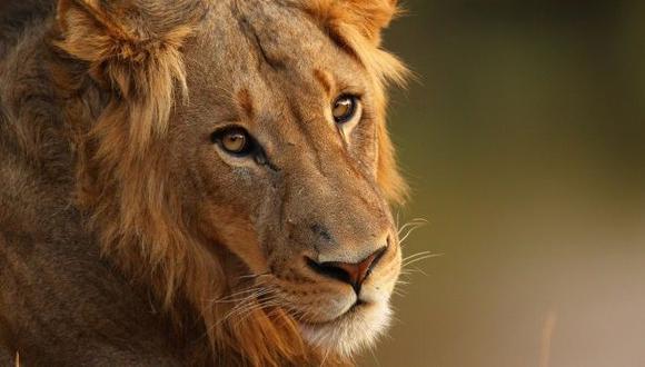 &quot;Varias especies de animales que estaban relativamente seguras hace 10 o 20 años —como leones o jirafas— están ahora en peligro&quot;, revela la investigación. (GETTY)