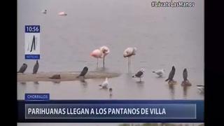 Grupo de Parihuanas llega a los Pantanos de Villa tras temporada de invierno [VIDEO]