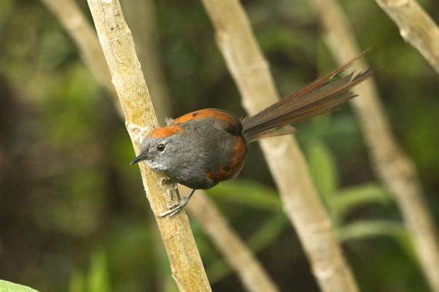 Cola-Espina de Apurímac (Synallaxis courseni), ave emblemática del Santuario Nacional de Ampay en Apurímac, que es además endémica de Perú. (Foto: Jaime Valenzuela Trujillo)