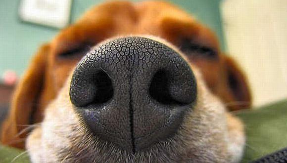 Perro es capaz de detectar cáncer de tiroides a través de la orina humana. (zinereport.com)