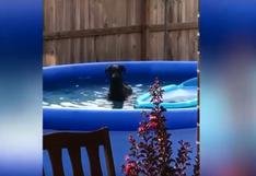 Facebook viral: Mira la curiosa reacción de un perro tras ser pillado por su dueño en la piscina [VIDEO]