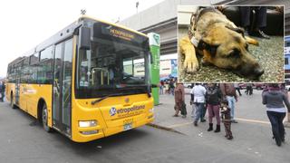 Municipalidad de Lima: "Sí se quiso cubrir atención médica de perro lazarillo"