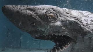¡Insólito! Hallan un tiburón momificado en un viejo acuario abandonado