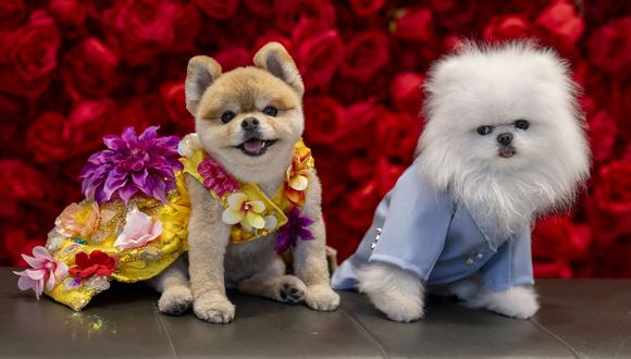 LaLa (L), un pomeraniano vestido como el rapero estadounidense Nicki Minaj y Fritz, un pomerano vestido como el cantante británico Ed Sheeran posa durante la "Gala de mascotas" en el Museo AKC de Nueva York el 20 de mayo de 2024. (Foto: AFP)