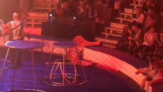 Tigre sufre convulsiones en pleno show de circo y su domador hace esto