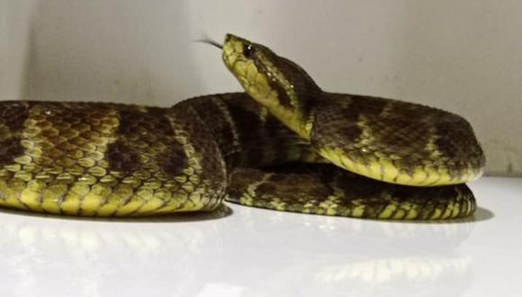 Crías de serpiente jergón nacieron el Museo Nacional de la UNMSM (Foto: Andina)