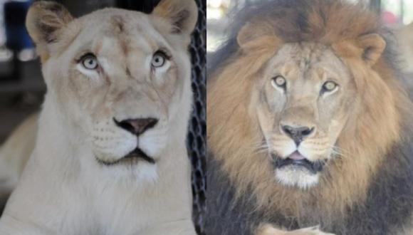 Foto Viral | Un león y una leona que vivían enfermos y maltratados se  salvan de morir tras enamorarse | Kahn | Sheila | Virales | Viral |  Historias | Redes Sociales |