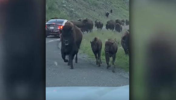 Se viralizó en YouTube el gran susto de una familia que viajaba en auto cuando se topó con una manada de bisontes. (Foto: Captura)