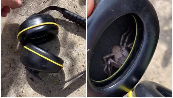 Un fontanero de Australia se llevó uno de los sustos de su vida cuando descubrió que una araña Huntsman se había colado en sus audífonos. (Foto: ABC Perth / Facebook)