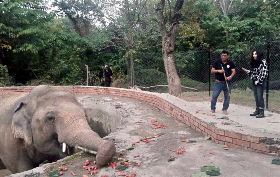 El título de elefante más solitario del mundo le fue dado por grupos animalistas, que impulsados por Cher llevaban años reclamando un hogar mejor que el decrépito zoo de Pakistán en el que estaba solo desde que en 2012 murió su compañera Saheli. (Foto: EFE / SOHAIL SHAHZAD)