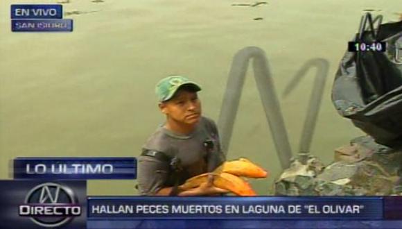 San Isidro: Murieron cientos de peces de laguna del parque El Olivar. (Captura de TV)
