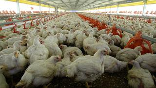 Producción de pollo aumentó en 7,4%