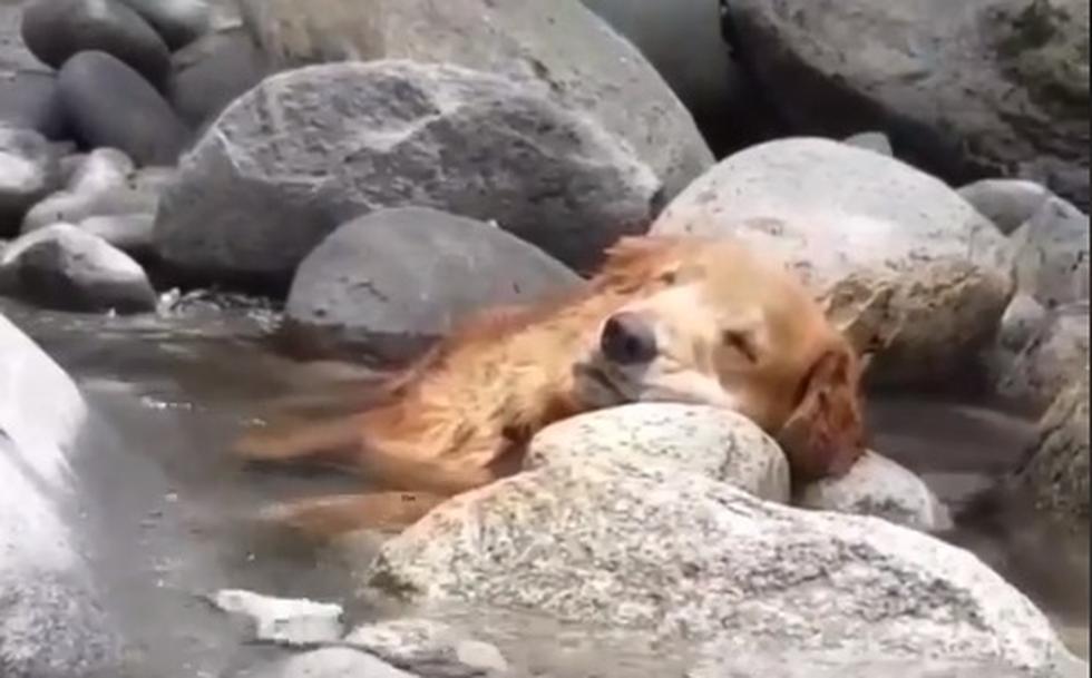 Cachorro se arrulla sobre las rocas de un riachuelo y desata ternura en redes.