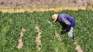 Conveagro: Segunda Reforma Agraria debe considerar incremento del presupuesto del sector agrícola