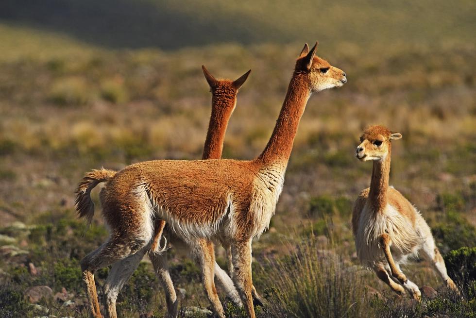 Pampas Galeras: Población de vicuñas creció en 1000% en los últimos 51 años (SERNANP)