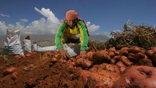 Alicorp construirá planta de papas prefritas congeladas en 2015