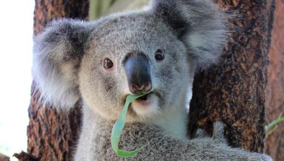 Koalas murieron de forma secreta entre 2013 y 2014. (EFE)
