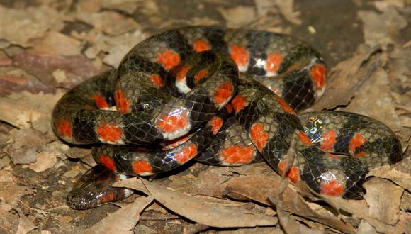 Madre de Dios: Nueva especie de serpiente fue encontrada en Parque Nacional Bahuaja Sonene. (Senarp)