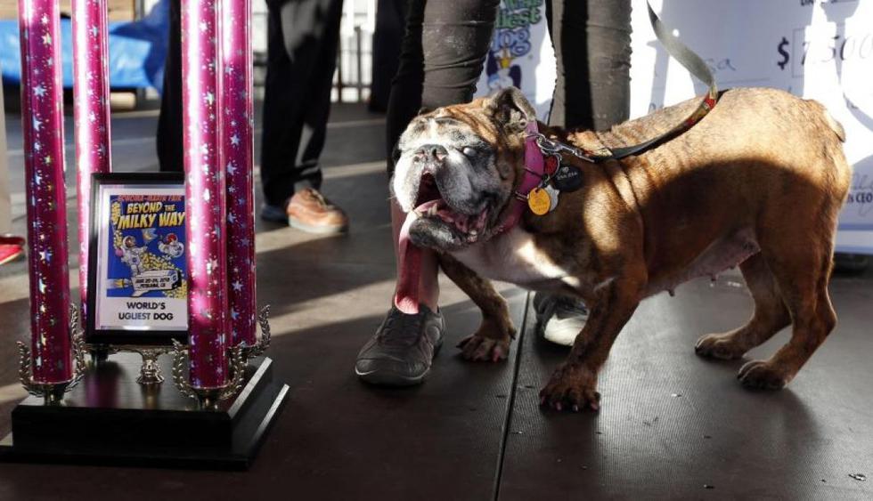 Concurso se celebra desde 2000, en Petaluma (Estados Unidos). El ganador recibe 1.500 dólares. Este año ganó Zsa Zsa, una bulldog inglés. (Fotos: AFP)