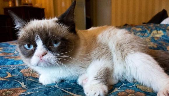 Tardar Sauce es el verdadero nombre de Grumpy Cat. ​(Foto: Twitter Grumpy Cat)