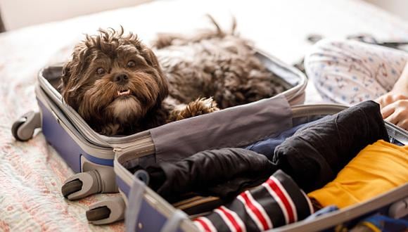 Si vas a viajar con tu mascota no olvides llevar snacks, un termo de agua, bolsas desechables y algún juguete. (Getty)