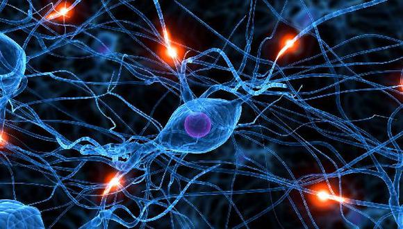 Transformaron piel en neuronas, astrocitos y oligodendrocitos. (Internet)