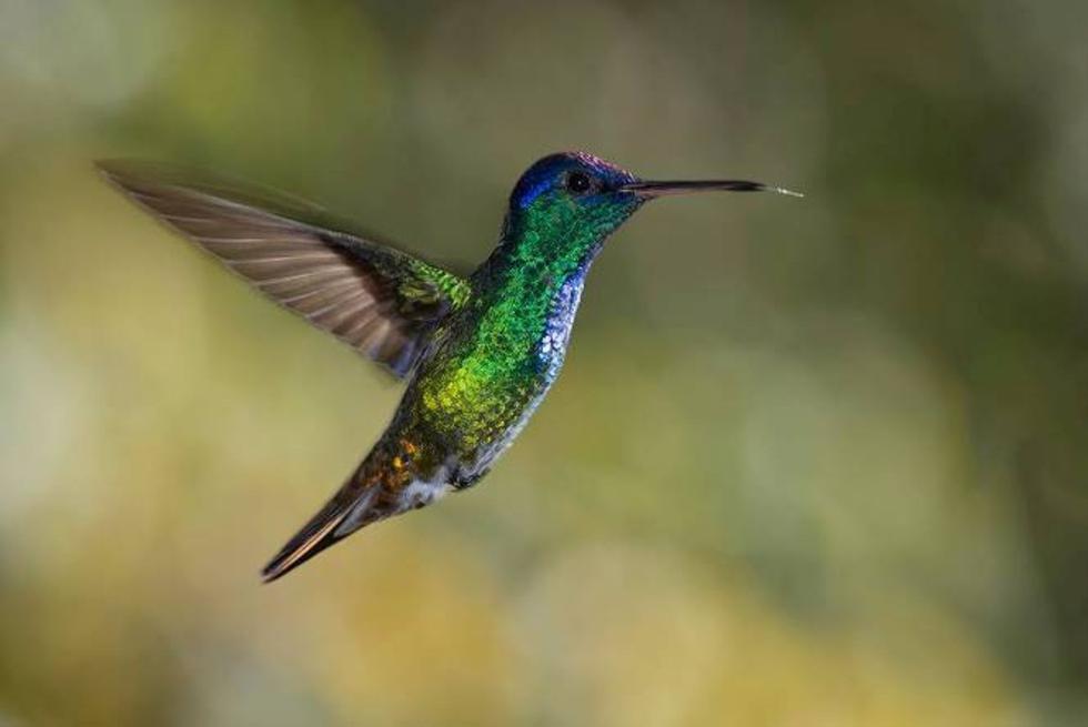 El Perú es el mejor destino del mundo para la observación de aves. Foto: Promperú