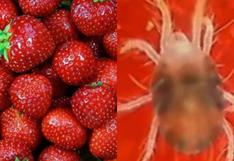 Las fresas tienen parásitos que no se eliminan ni con lejía: Así se lava correctamente esta fruta