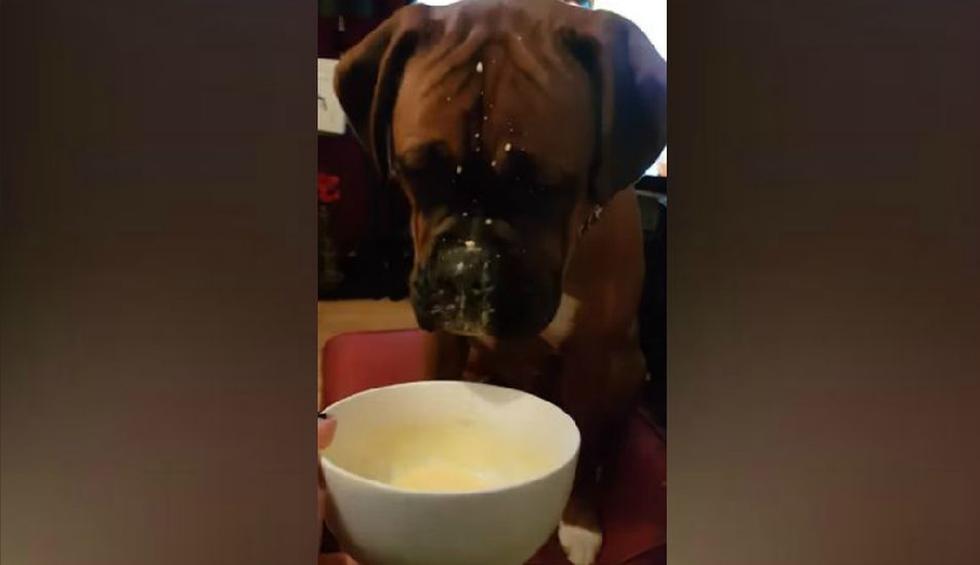 El can no podía dejar de comer el postre. Cuando lo probó le gustó. (YouTube: ViralHog)
