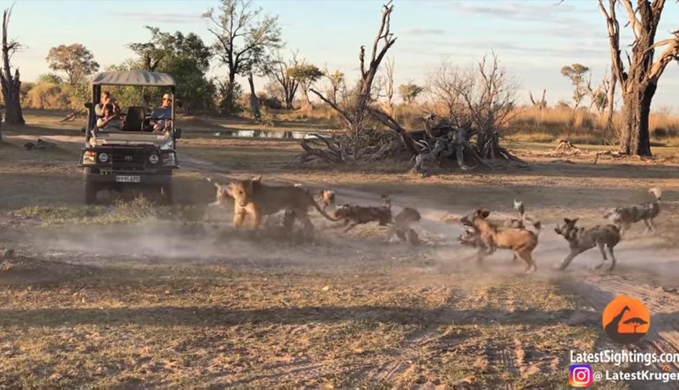 Leona se enfrenta a manada de hienas para salvar a su cachorro en Botsuana. (Foto: YouTube|Kruger Sightings)