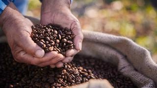 [Opinión] ¿El café o los bosques? Rompiendo la dicotomía entre la mejora productiva y la lucha contra el cambio climático