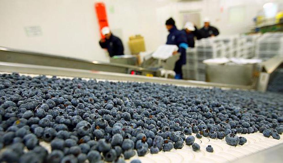 El volumen de exportación de arándanos alcanzó 40,580 toneladas en los primeros 10 meses del 2018. (Foto: El Comercio)<br>
