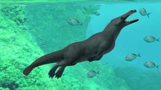 Descubren la primera ballena prehistórica de cuatro patas de todo el Pacífico en el desierto del Perú [VIDEO]