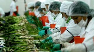 Mercado laboral se mantendrá dinámico en el sector agroindustrial 
