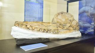 Perú: descubren fósil de nueva especie de cachalote prehistórico