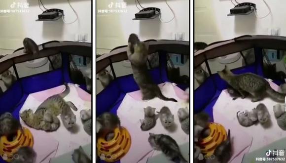 Una gata ha dejado impresionados a muchos usuarios de YouTube. En el video, la mascota salva a una de sus crías de sufrir una fuerte caída. (Captura)